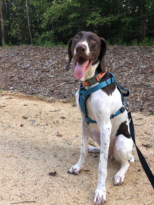 /images/uploads/southeast german shorthaired pointer rescue/segspcalendarcontest2019/entries/11367thumb.jpg
